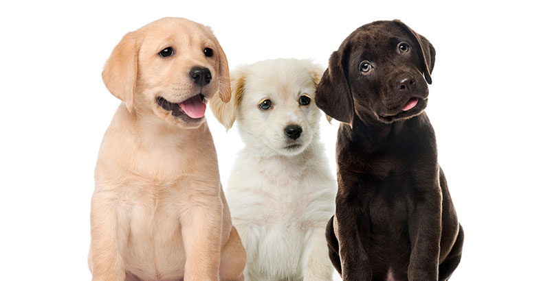 Groups of dogs, Labrador puppies, Puppy chocolate Labrador Retriever, in front of white background