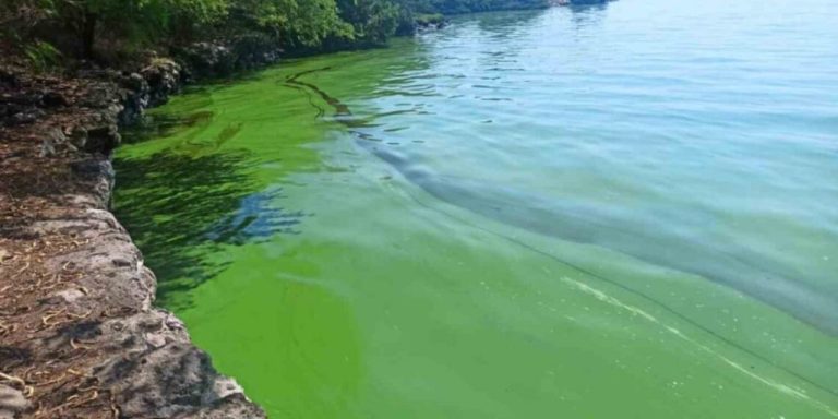 Contaminación del 40% del lago de Maracaibo por verdín se convirtió en un problema de salud pública