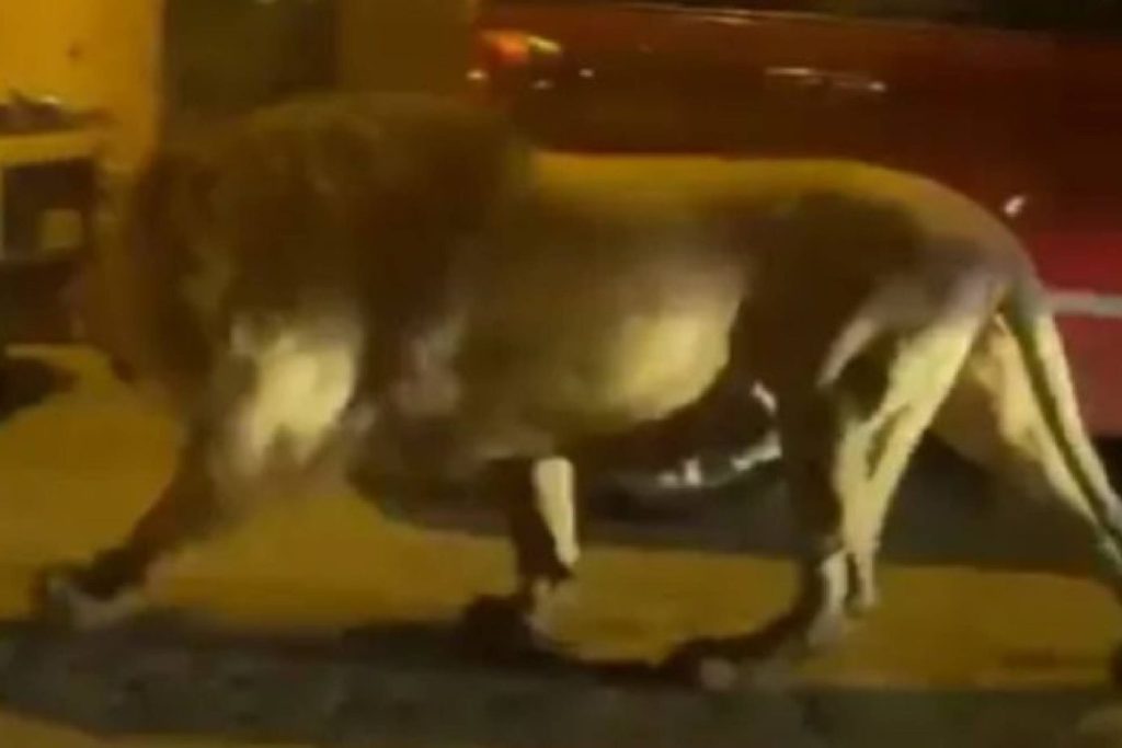 Alerta en Italia por un león que escapó varias horas de un circo