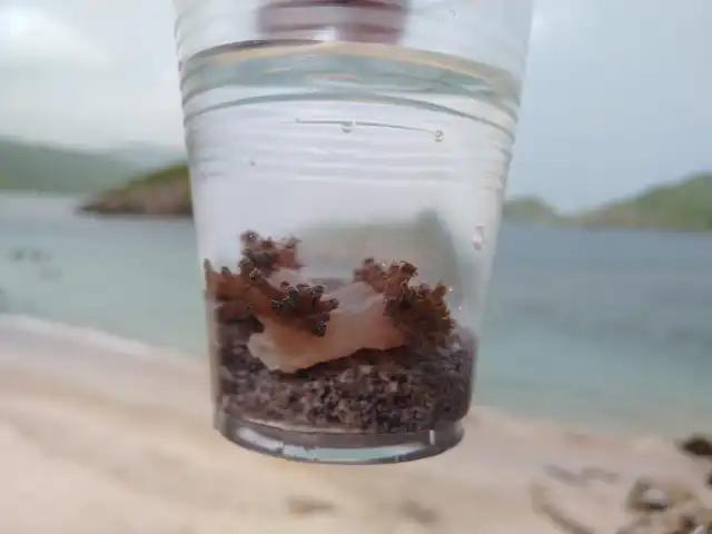 Defensoría de ambiente en Anzoátegui evalúa posibles alternativas naturales para combatir el coral Unomia Stolonifera