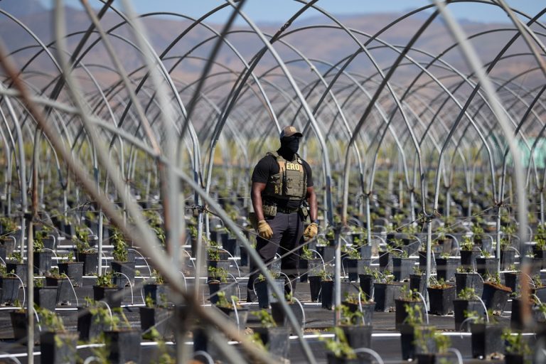 Más del 60% de residentes de Miami se opone a redadas migratorias de la Administración Trump, según encuesta