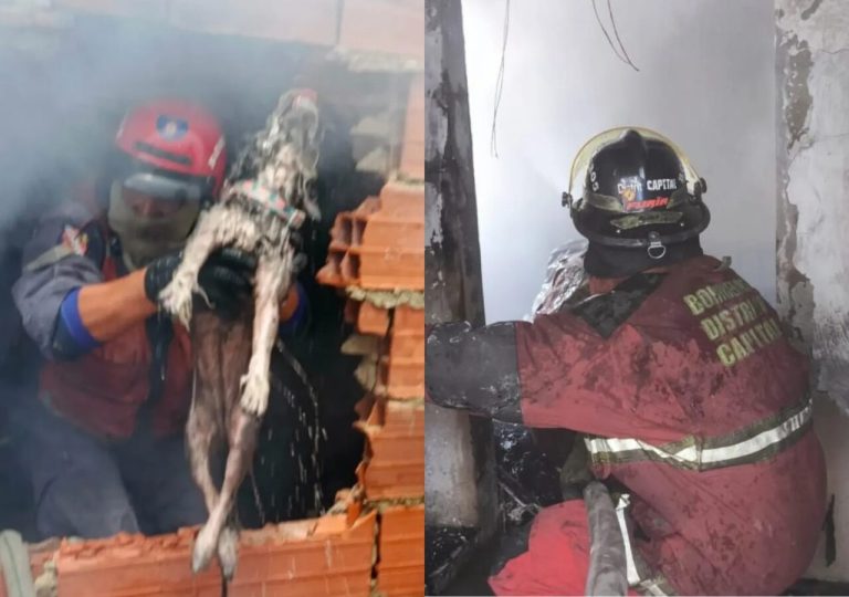 Bomberos rescataron a un perrito durante incendio en vivienda de Petare