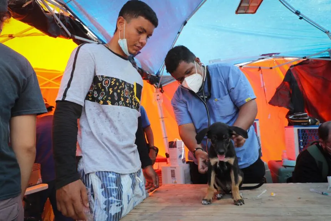 Más de 600 mascotas rescatadas esperan por sus familiares tras los terremotos en La Guaira